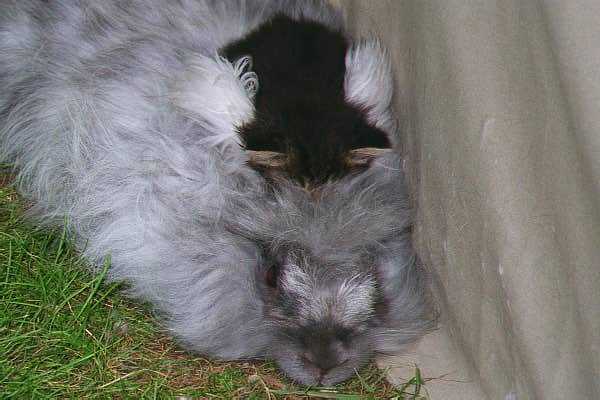 Yep, a kitten sleeping between a Rabbits ears!
